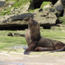 Our first Sea Lion